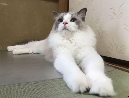 娱乐吃瓜酱旅馆猫咪